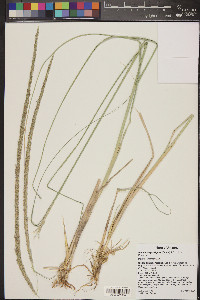 Muhlenbergia rigens image