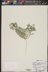 Astragalus sabulonum image