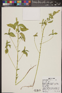 Acalypha ostryifolia image