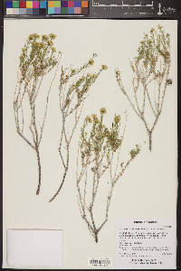 Chrysothamnus greenei image