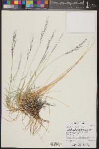 Muhlenbergia pungens image