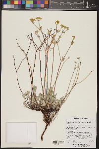 Eriogonum umbellatum var. subaridum image