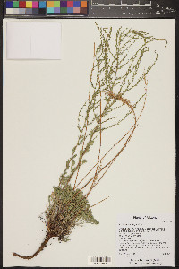 Artemisia campestris image