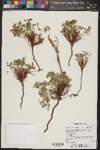 Euphorbia fendleri image