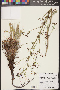 Eriogonum alatum image