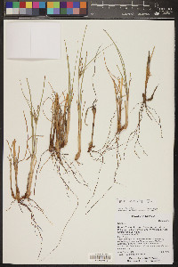 Cyperus schweinitzii image