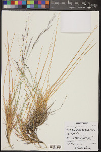 Muhlenbergia pungens image