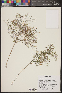 Stephanomeria exigua image