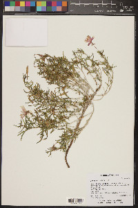 Oenothera pallida image