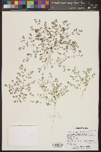 Euphorbia glyptosperma image