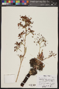 Eriogonum alatum image