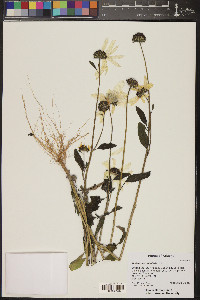 Helianthus petiolaris image