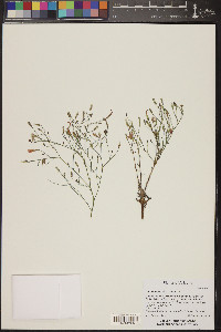 Stephanomeria exigua image