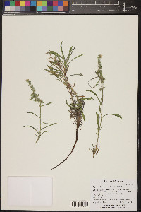 Oreocarya suffruticosa image