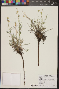 Hymenopappus filifolius var. pauciflorus image