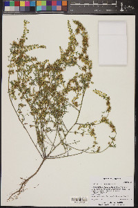 Ambrosia acanthicarpa image