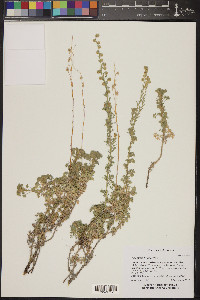 Artemisia frigida image