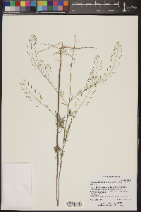 Descurainia pinnata subsp. glabra image