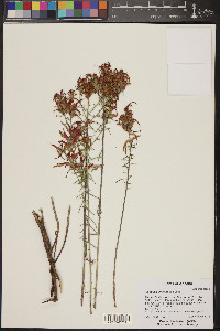 Castilleja linariifolia image