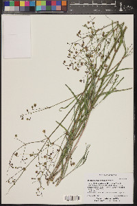 Mirabilis linearis image