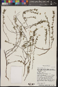 Eriogonum fasciculatum image