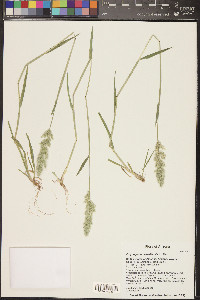 Polypogon monspeliensis image