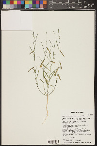 Sphinctospermum constrictum image