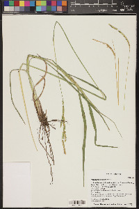 Paspalum dilatatum image