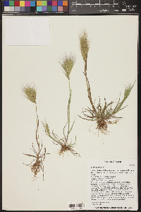 Bromus rubens image