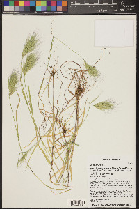 Bromus rubens image