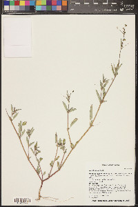 Boerhavia erecta image