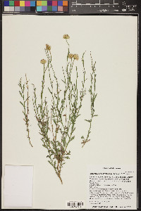 Ericameria linearifolia image