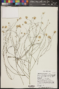 Stephanomeria tenuifolia image