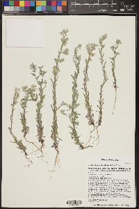 Logfia filaginoides image