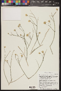 Stephanomeria pauciflora image