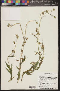 Sonchus oleraceus image