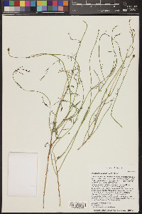 Dyssodia papposa image