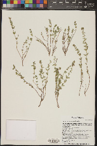 Chamaesyce capitellata image