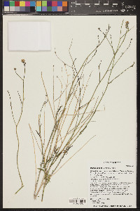 Bebbia juncea image