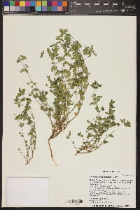 Chamaesyce hyssopifolia image