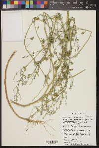 Chenopodium fremontii image