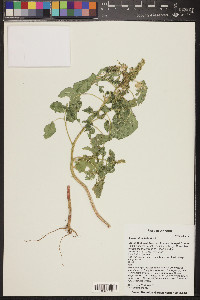 Amaranthus hybridus image