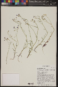 Gilia flavocincta image