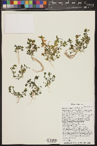 Drymaria pachyphylla image