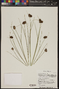 Juncus macrophyllus image