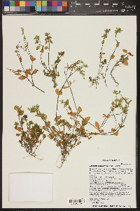 Drymaria pachyphylla image