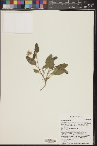 Allionia incarnata image