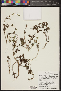 Mirabilis laevis image