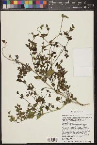 Mirabilis laevis image