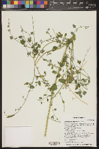 Chenopodium fremontii image